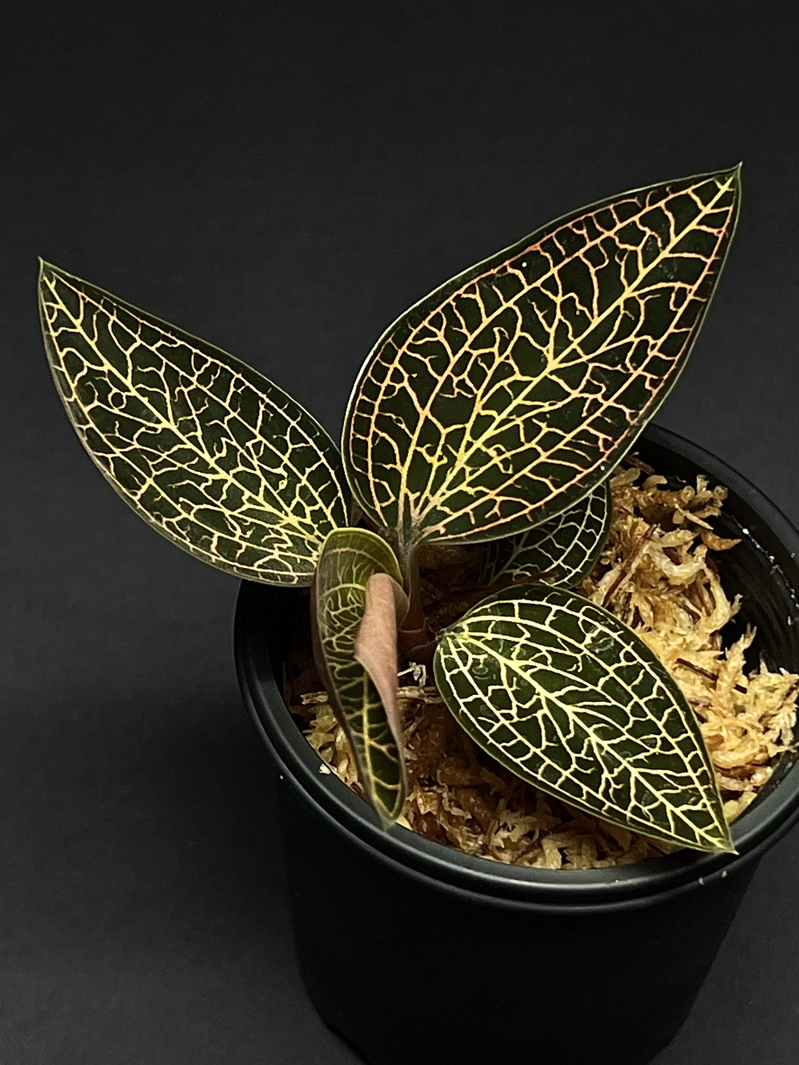 【観葉植物】ジュエルオーキッド【ルドキルス】