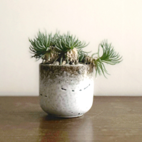 はじける葉のスタイルがなんとも素敵「フィロボルス ラビエイ