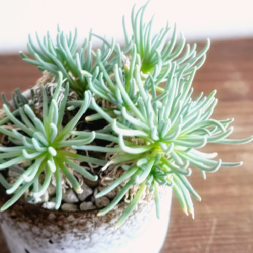 はじける葉のスタイルがなんとも素敵「フィロボルス ラビエイ