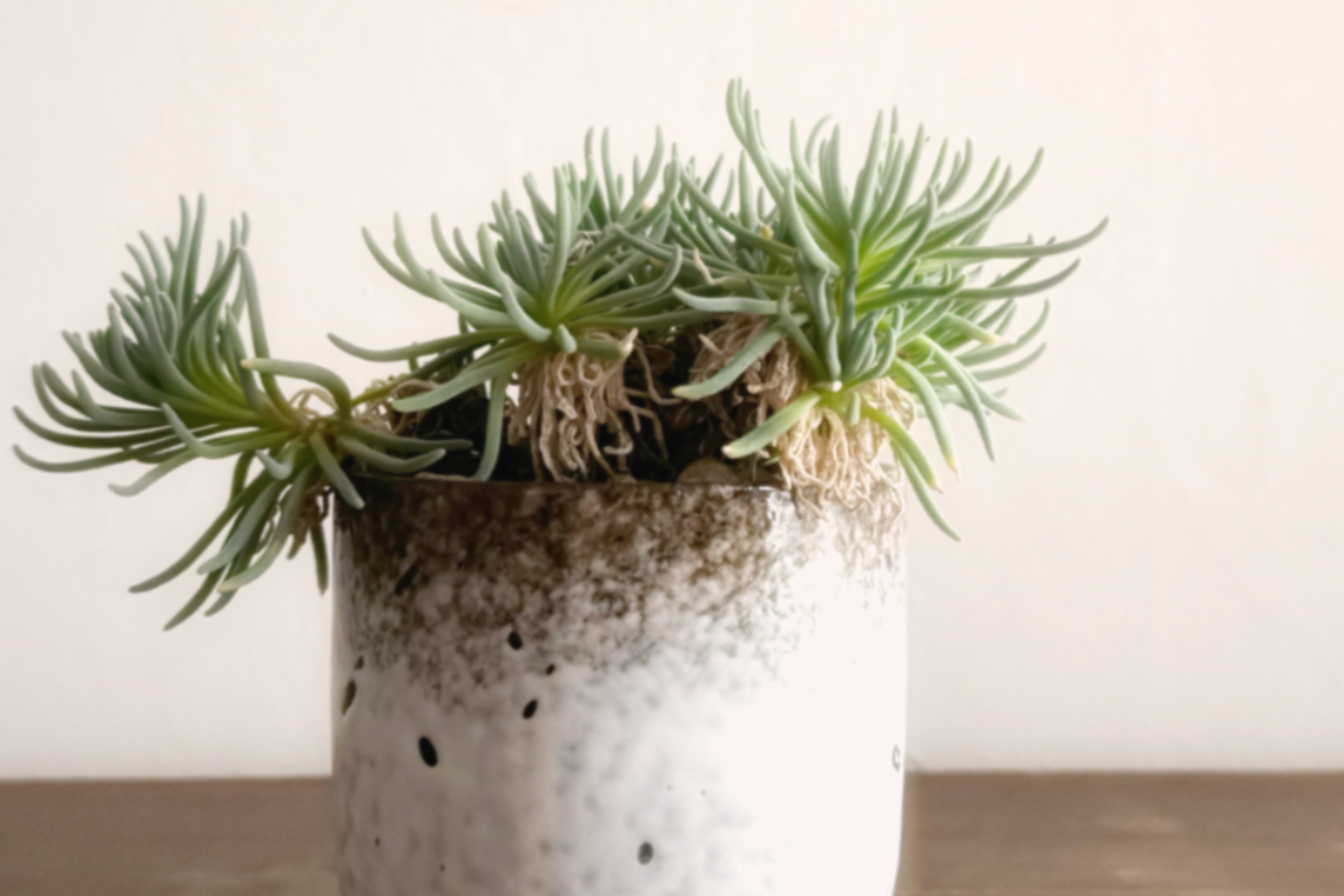 はじける葉のスタイルがなんとも素敵「フィロボルス ラビエイ」　デスクトップにちょうどいい多肉植物