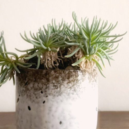 はじける葉のスタイルがなんとも素敵「フィロボルス ラビエイ