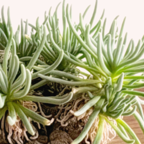 はじける葉のスタイルがなんとも素敵「フィロボルス ラビエイ