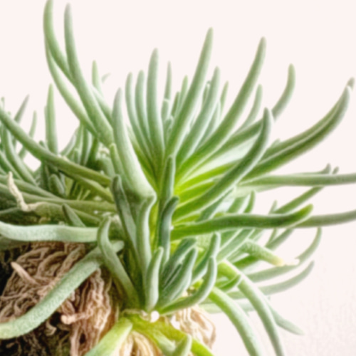 はじける葉のスタイルがなんとも素敵「フィロボルス ラビエイ