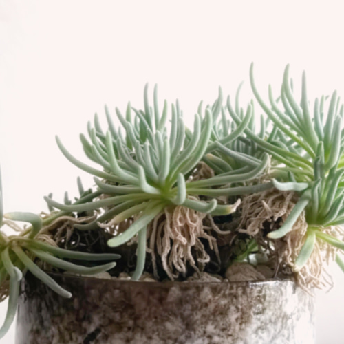 はじける葉のスタイルがなんとも素敵「フィロボルス ラビエイ