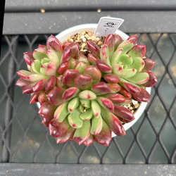 多肉植物 エケベリア 氷玉 抜き苗 その他インテリア雑貨 MUSUBU 通販