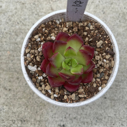 多肉植物 エケベリア アンスノー 抜き苗 二頭 その他インテリア