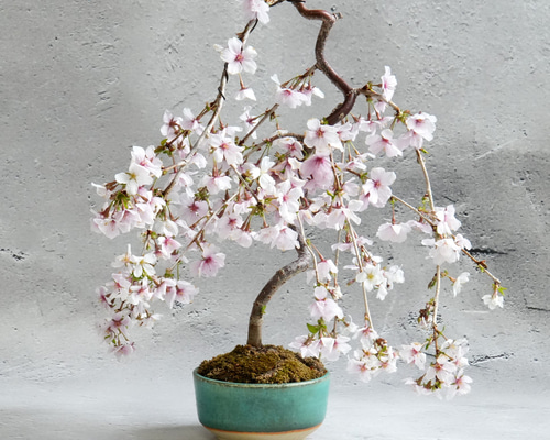 きよ【石井盆栽】枝垂れ桜 石井盆栽】枝垂れ桜(しだれ桜) 盆栽 Sd-02