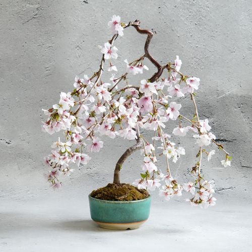【石井盆栽】枝垂れ桜(しだれ桜) 盆栽 Sd-02 ☆数量限定☆ 石井盆栽】枝垂れ桜(しだれ桜) 盆栽 Sd-02