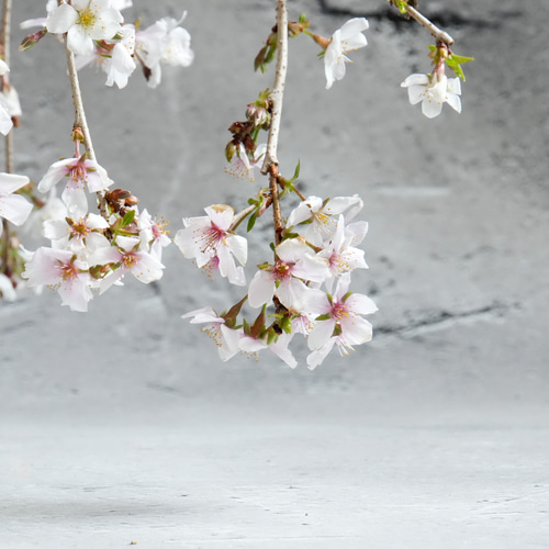枝垂れ桜盆栽～荷月堂コラボ～＊陶板プレゼント＊ 盆栽 石井盆栽