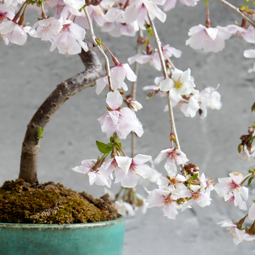 きよ【石井盆栽】枝垂れ桜 石井盆栽】枝垂れ桜(しだれ桜) 盆栽 Sd-02