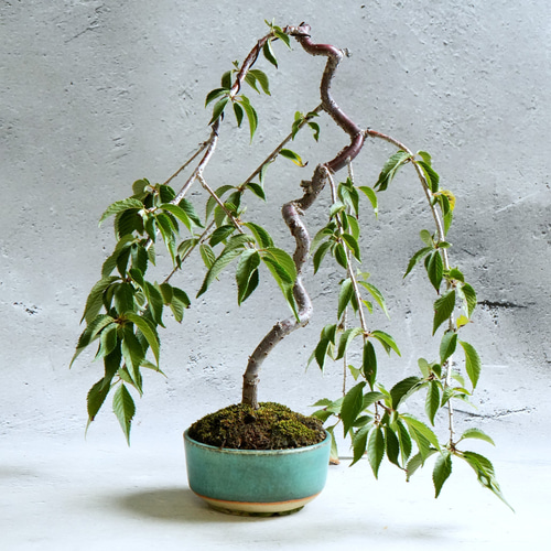 枝垂れ桜盆栽～荷月堂コラボ～＊陶板プレゼント＊ 盆栽 石井盆栽