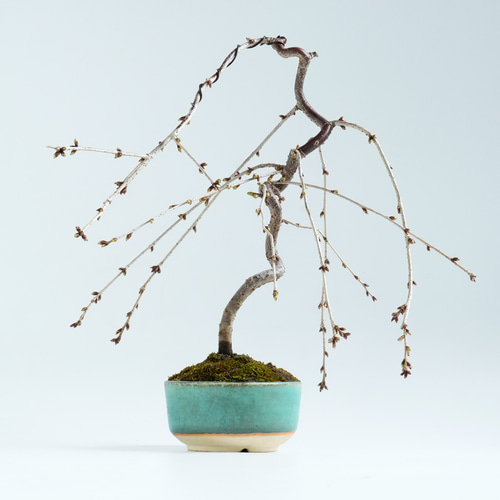 枝垂れ桜盆栽～荷月堂コラボ～＊陶板プレゼント＊ 盆栽 石井盆栽