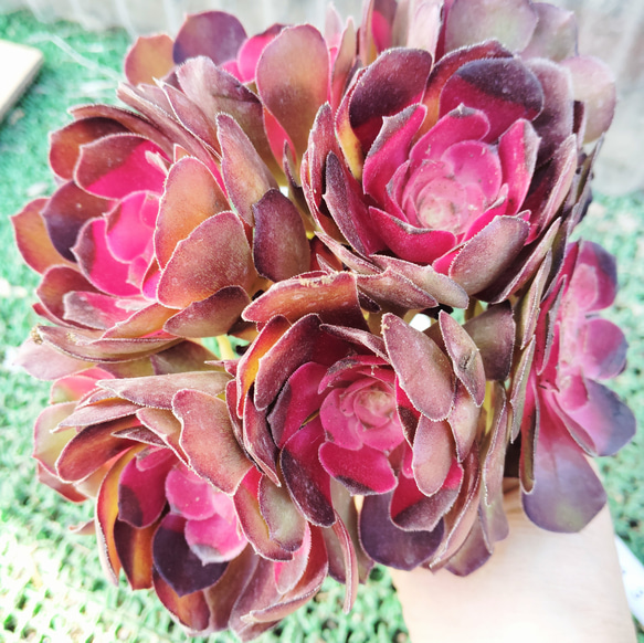 35#植物アエオニウム錦莲花座錦❤️ロータスホルダ錦❤️1大頭2小頭16cm拨き苗 35#植物アエオニウム錦莲花座錦❤️ロータスホルダ錦❤️1大頭2小