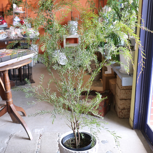 現物 大きな♡ミモザ アカシア ＜フィンブリアータ＞A ハーブ アロマ