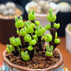 お買い得 早い者勝ち 2026 超豪華 12品種 多肉植物福袋 多肉植物 愛