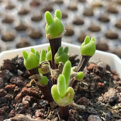 高級苗　日本初登場　多肉植物　エケベリア　無尽灯　むじん‐とう　抜き苗　1株 f41b93ba00f24cc1632609852bc78f