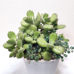 パープルクリスタル (抜き苗)【エケベリア】多肉植物 多肉植物