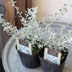 耐寒性−20°❤︎原種シクラメン コウム シルバープリンス 2苗