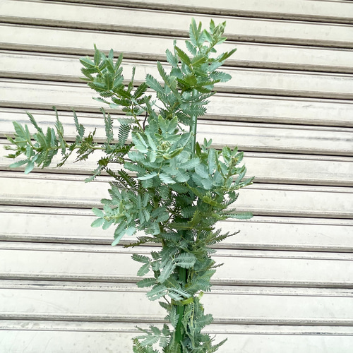 背高め！ 樹形良好 ミモザ アカシア その他インテリア雑貨 PLANTS SHOP