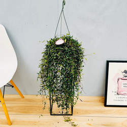 現品］☆おすすめ☆ コドナンテ クラシフォリア 5号 観葉植物