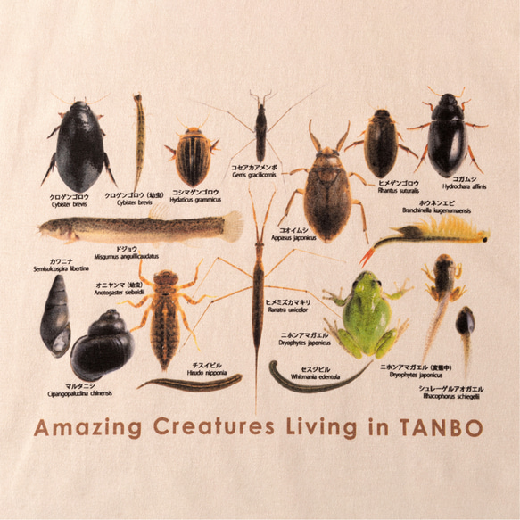 ［着る里山］田んぼの生き物Tシャツ（サンドベージュ） 3枚目の画像