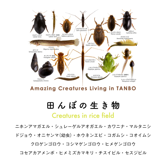 ［着る里山］田んぼの生き物Tシャツ（サンドベージュ） 4枚目の画像