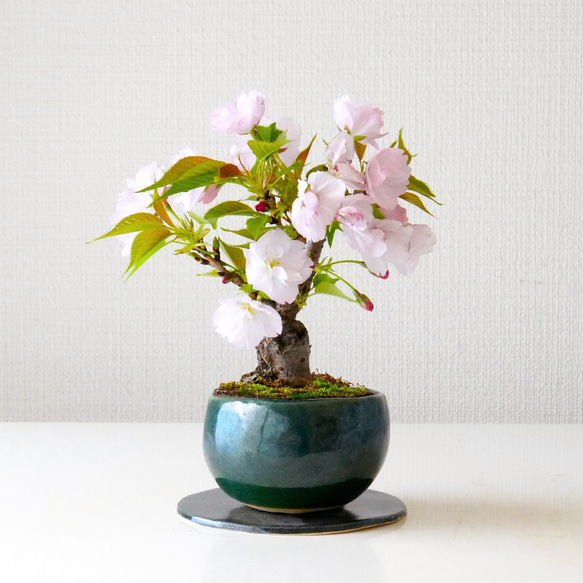 旭山桜 33~36 (4本セット) 受注販売】四季と盆栽〈春〉 ｜ 旭山桜