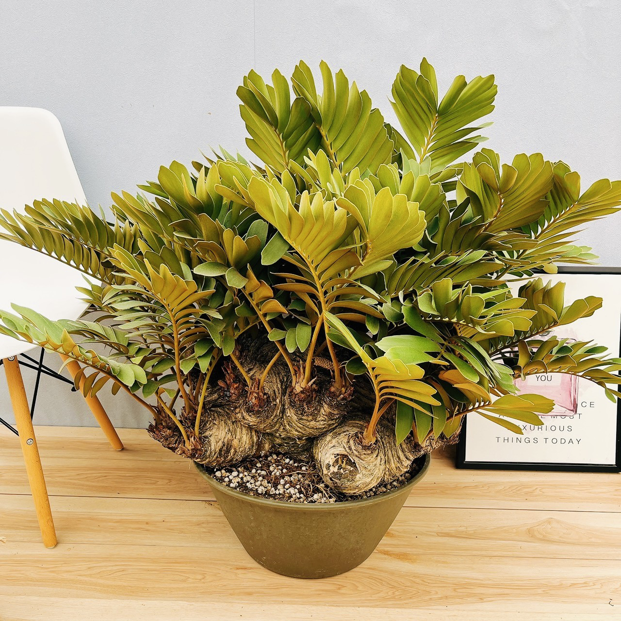 【最終値下】ザミア　メキシコソテツ　INOUT 鉢　プラ鉢 イナウト inout