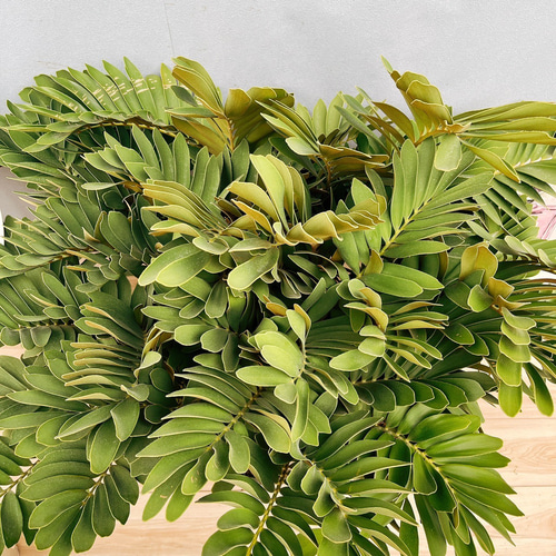 大型　良株　ザミア　　多頭　メキシコソテツ　8号　601 大型 良株 ザミア 多頭 メキシコソテツ 8号 601