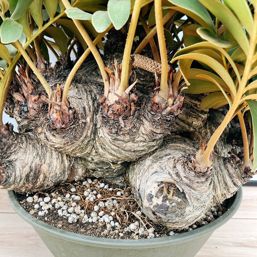 現品］大迫力！ ザミア メキシコソテツ 観葉植物 大型 室内