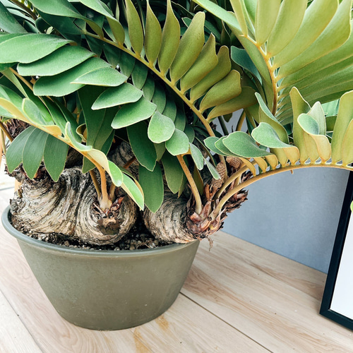 ［現品］【希少】ウスバザミア　8号　メキシコソテツ　蘇轍　観葉植物　室内　レア 現品］大迫力！ ザミア メキシコソテツ 観葉植物 大型 室内