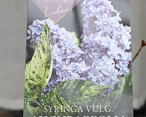 ライラック　　木臼 ライラック 木臼 楽天市場】ライラック 木の通販