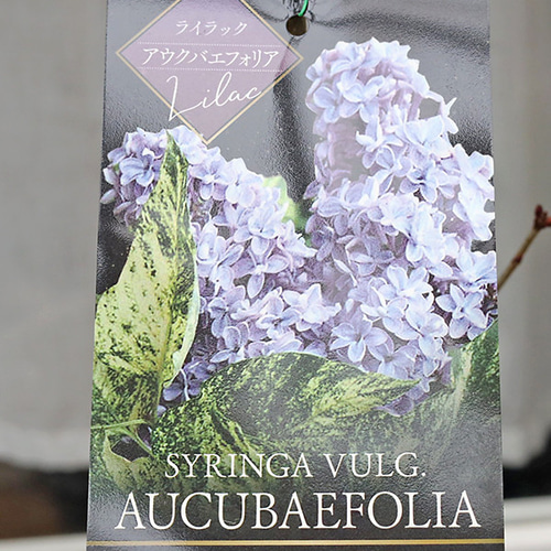 宿根　フランス直輸入　八重咲き　芳香　ライラック『カルベティエム』大苗　おしゃれ 宿根 フランス直輸入 八重咲き 芳香 ライラック『カルベティエム』大苗