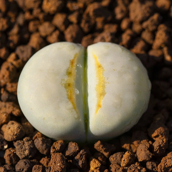 多肉植物 リトープス ペパーミントクリーム 1.5cm以上 抜き苗 1