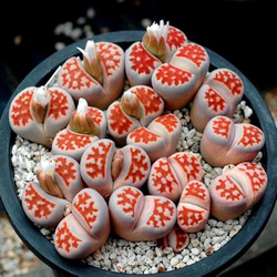 リトープス　抜き苗 抜き苗で買ったリトープス 植えました「2021年9月の花」のアルバム