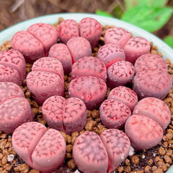 SALE❣️塊根 ユーフォルビア 薔薇大戟 3cm 1株 多肉植物 愛多肉-(AI