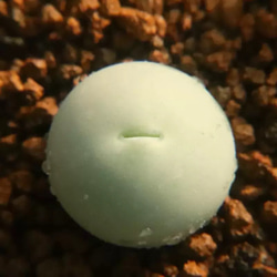 特価❣️ドロサンテマ キラキラ レインボーキャンディーボール 抜き苗