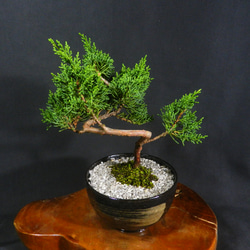 【一起園芸】真柏盆栽・01◆形良好・今後の成長が楽しみな一品です◆ ☆ENGEI ichioki☆真柏・中品盆栽01◇形良好な一品です◇ その他
