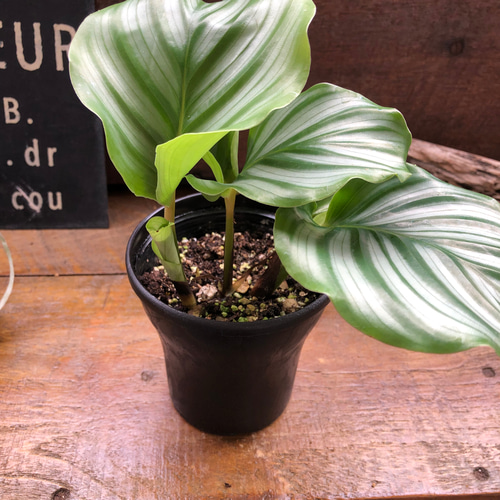 3号♡オルビフォリア♡カラテア♡風水♡観葉植物♡インテリア