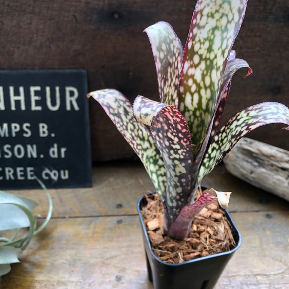 ビルベルギア カサブランカ♡タンク ブロメラリア♡観葉植物♡希少