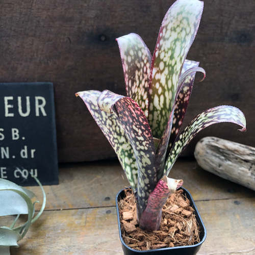 ビルベルギア カサブランカ♡タンク ブロメラリア♡観葉植物♡希少