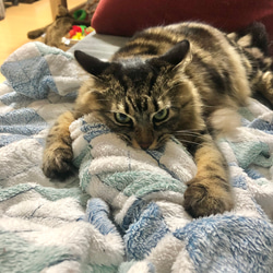 指に噛み付く猫の指輪 11枚目の画像