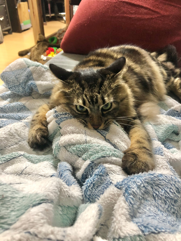 指に噛み付く猫の指輪 11枚目の画像