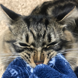指に噛み付く猫の指輪 10枚目の画像