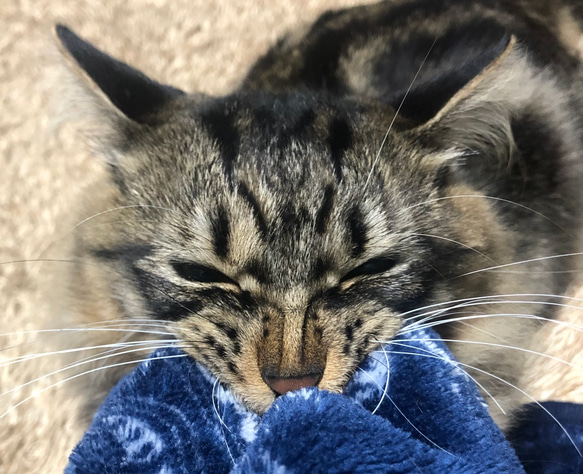 指に噛み付く猫の指輪 10枚目の画像