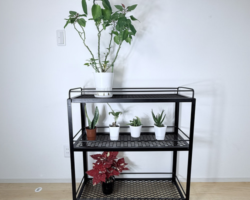 アイアンシェルフ　植物棚　アガペ　ボタニカル　グラキリス ボタニカルシェルフ アイアン 観葉植物棚 アガベ育成棚 観葉植物 棚