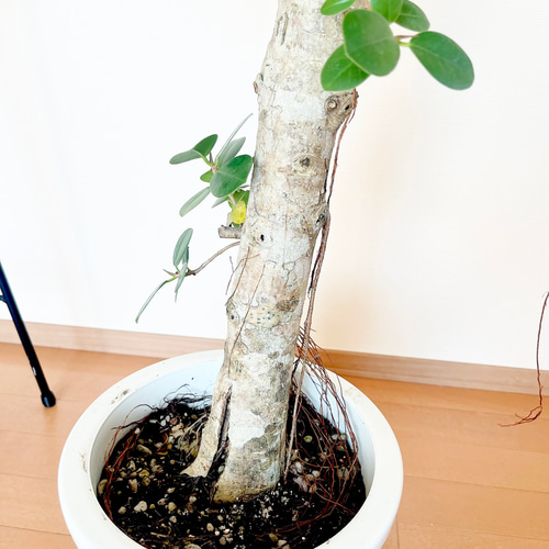 希少】センカクガジュマル 観葉植物 大型 室内 calm cafe 多肉植物