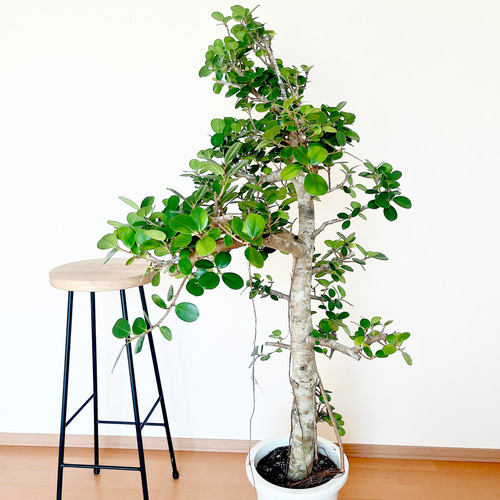 希少】センカクガジュマル 観葉植物 大型 室内 calm cafe 多肉植物