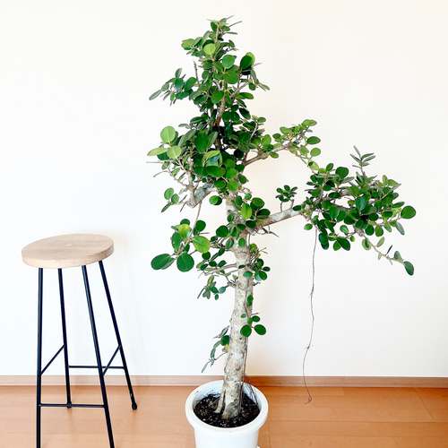 希少】センカクガジュマル 観葉植物 大型 室内 calm cafe 多肉植物