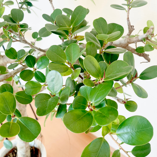 希少】センカクガジュマル 観葉植物 大型 室内 calm cafe 多肉植物